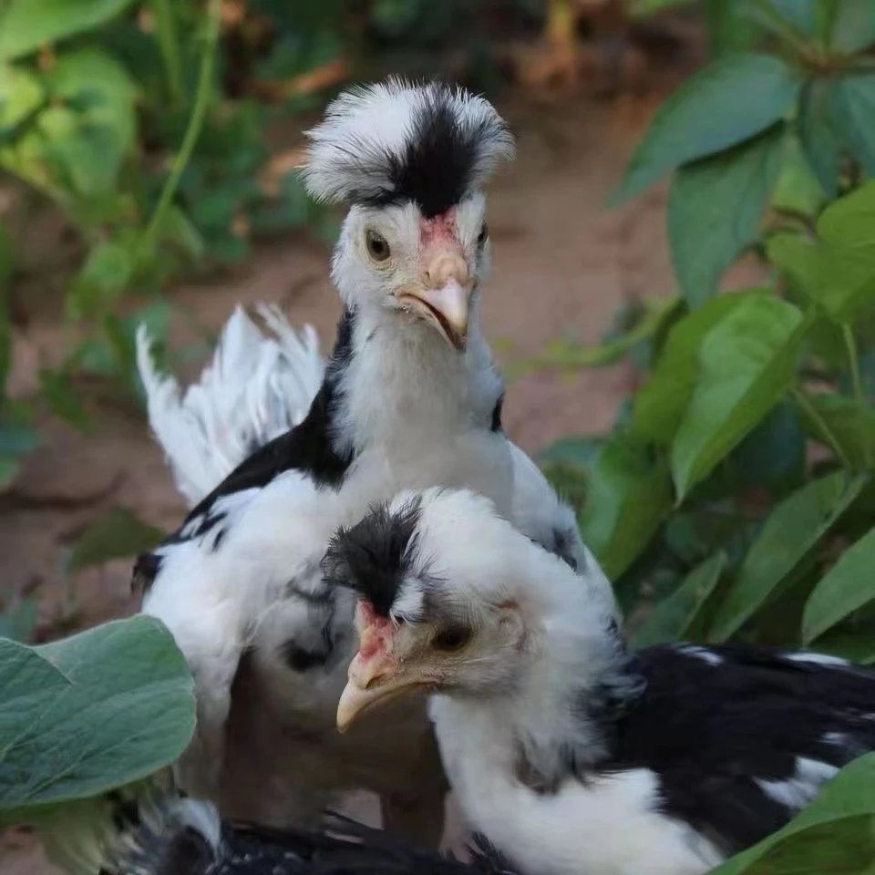 宠物鸡贵妃鸡农场直发
