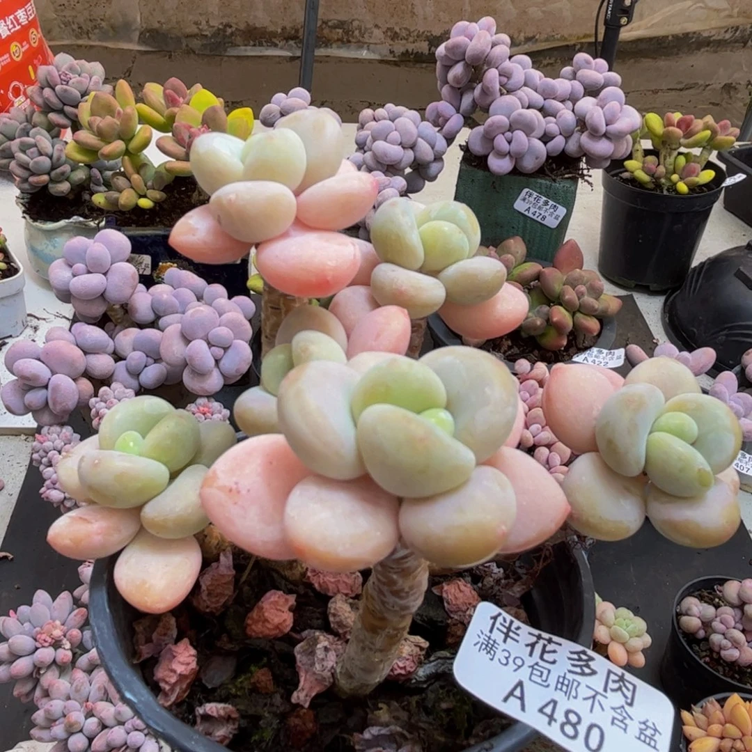 480/10cm香水洛神多肉