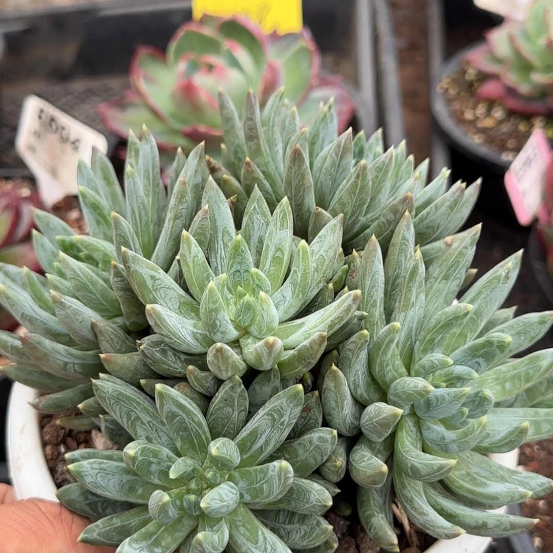 炫彩星惊鸿一物一拍包装收缩花旱
