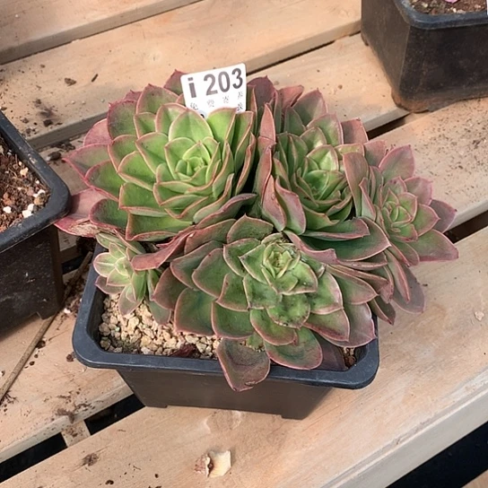 醉***头迷雾森林203 亏本处理退款拉黑7-8天发货