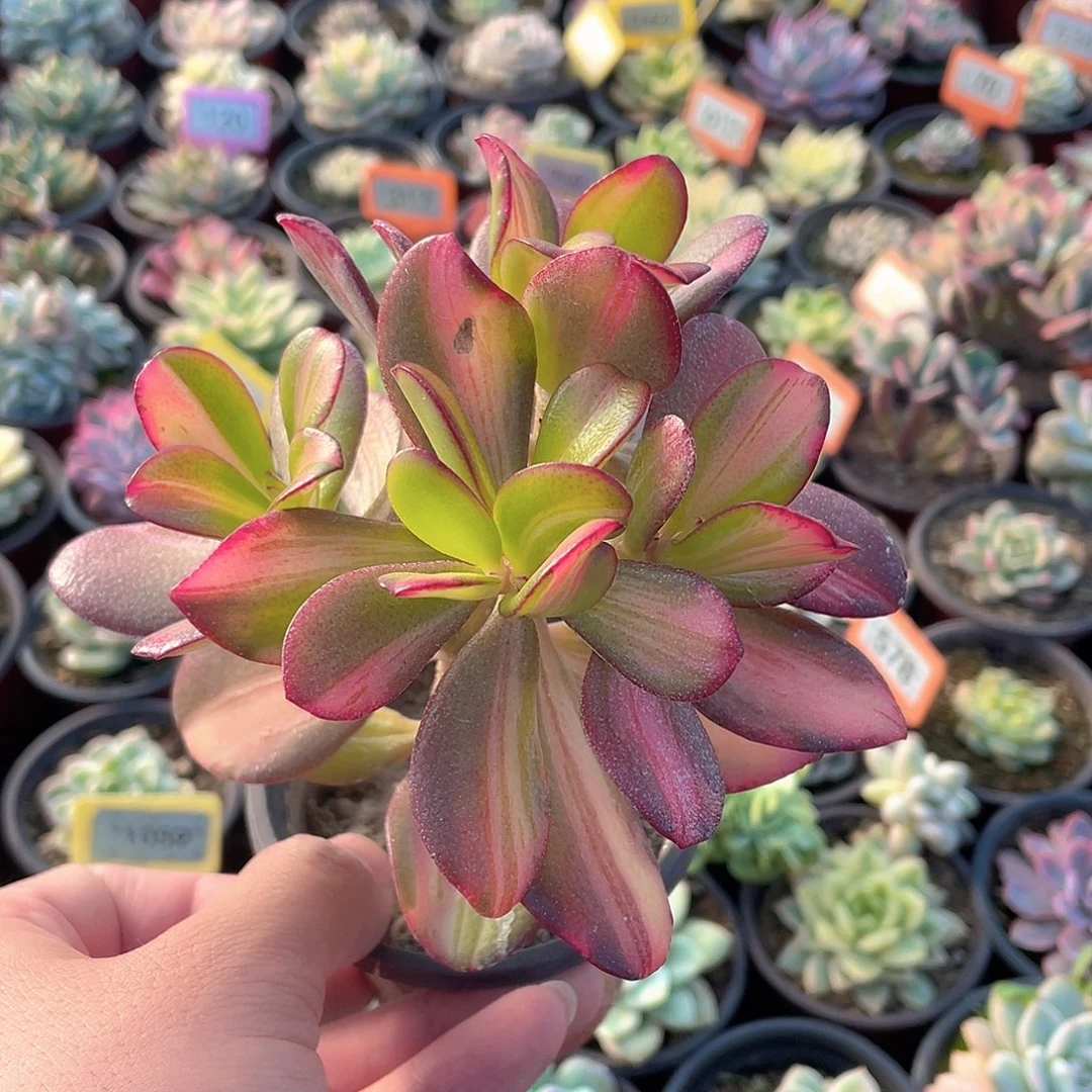 七彩蝶锦1186号玉树锦