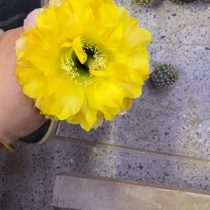 328彩草T57歪无根侧牙4公分左右，20包邮