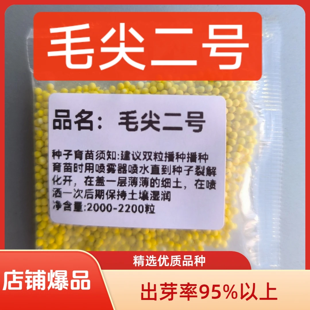 毛尖二号/好管理产量高适应性强,基地培育保真保质&