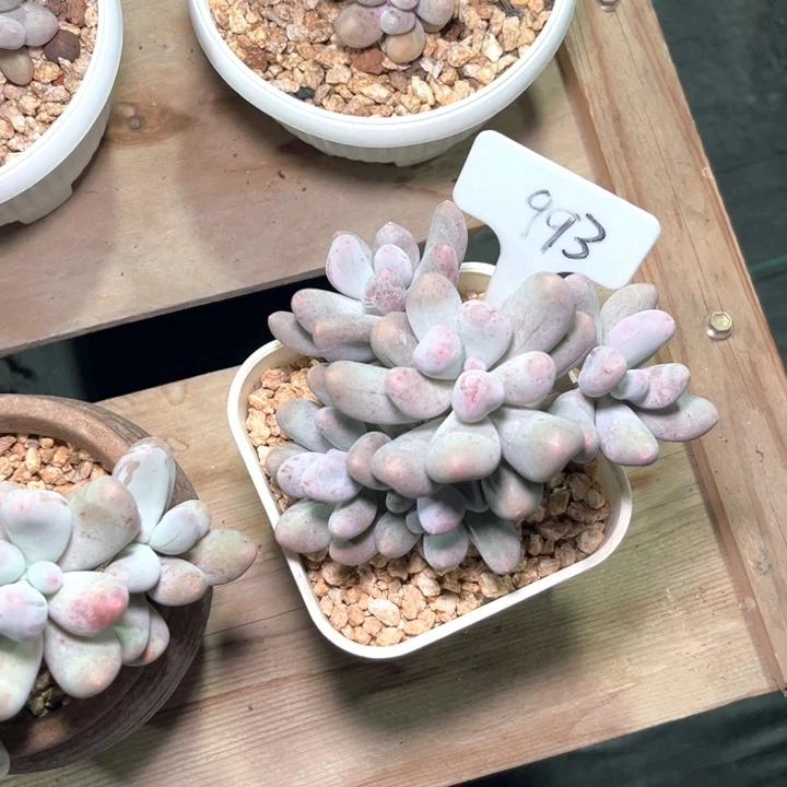 米可妒993号码牌子的话