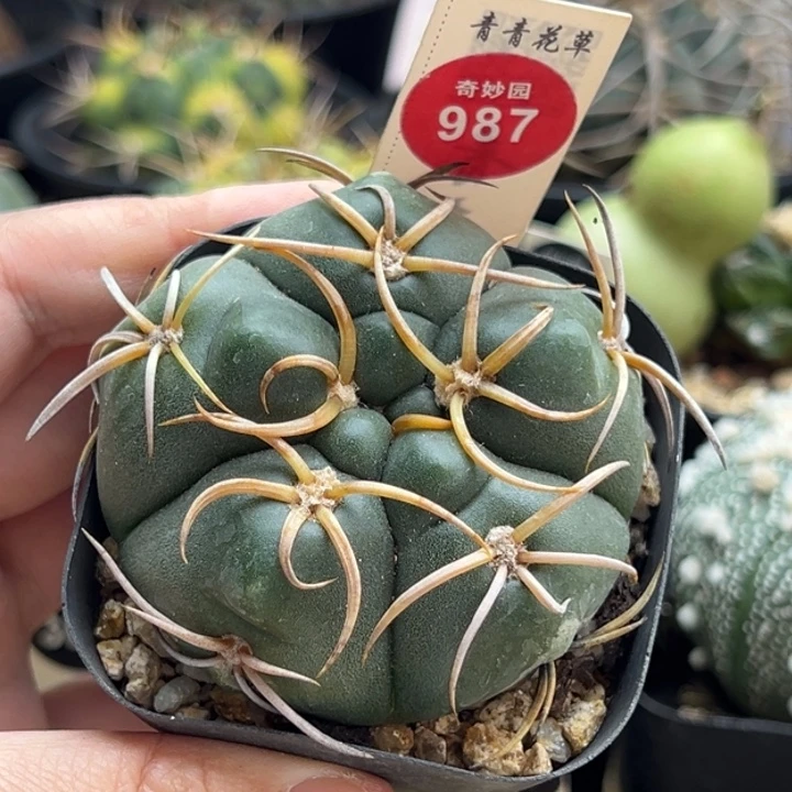 实生冢原海王6.1cm