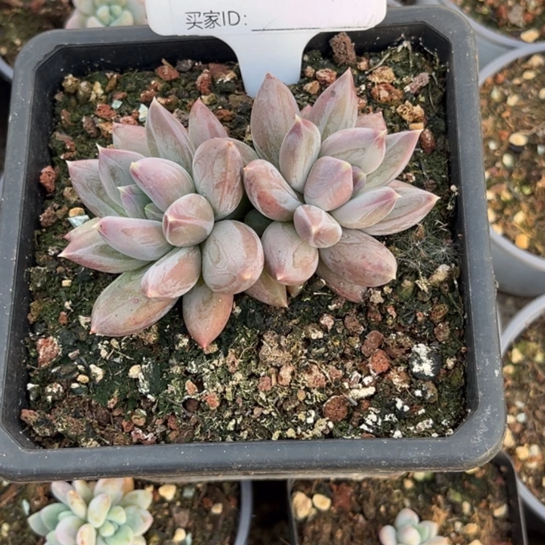 岁***好美人系多肉植物928