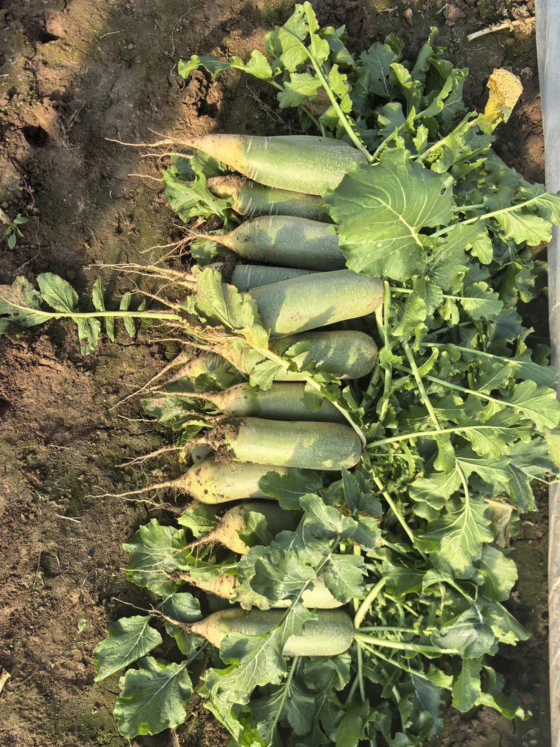 潍坊萝卜新鲜水果萝卜自家种植现拔现发当季美味脆甜多汁