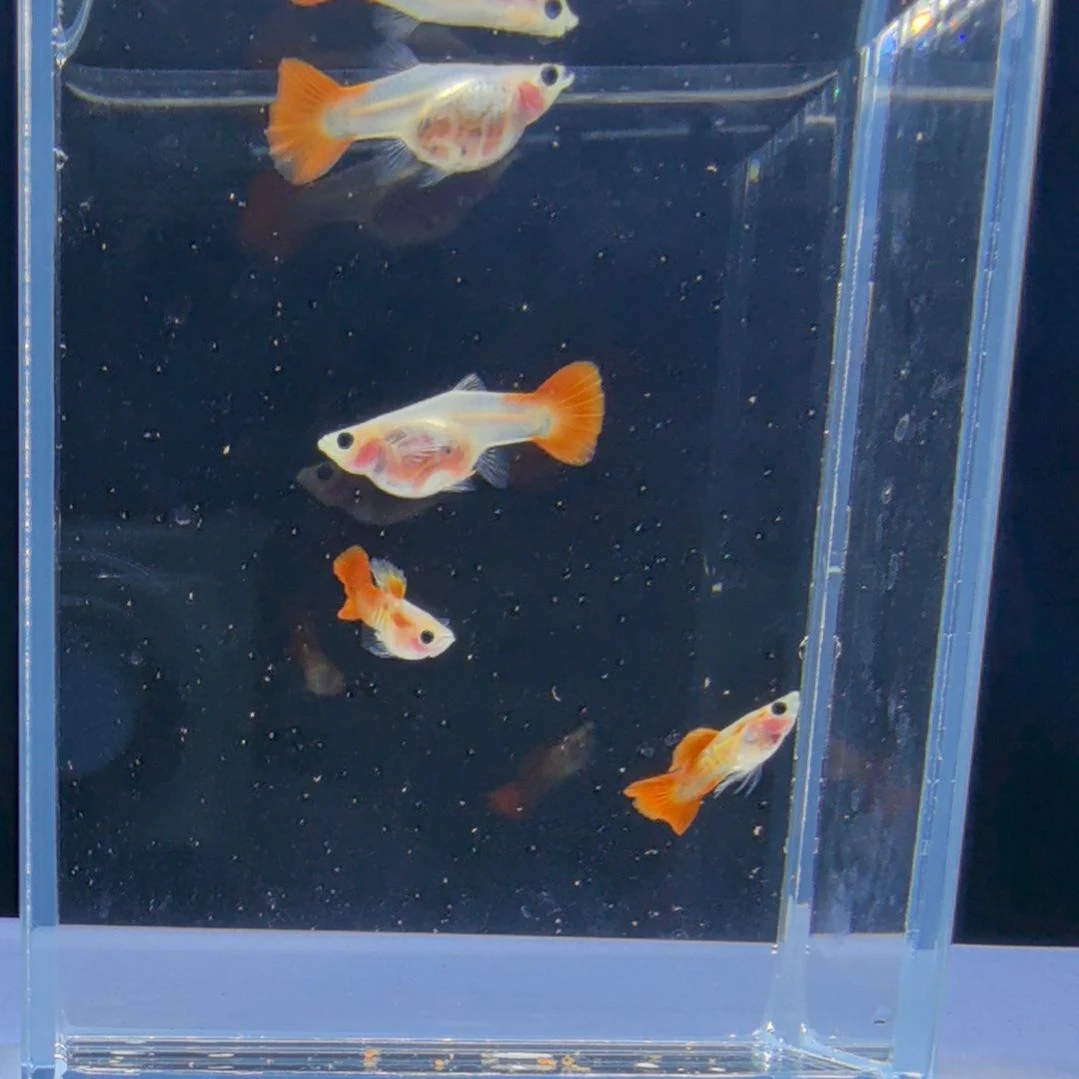 海水鱼银河琉璃带胎两对