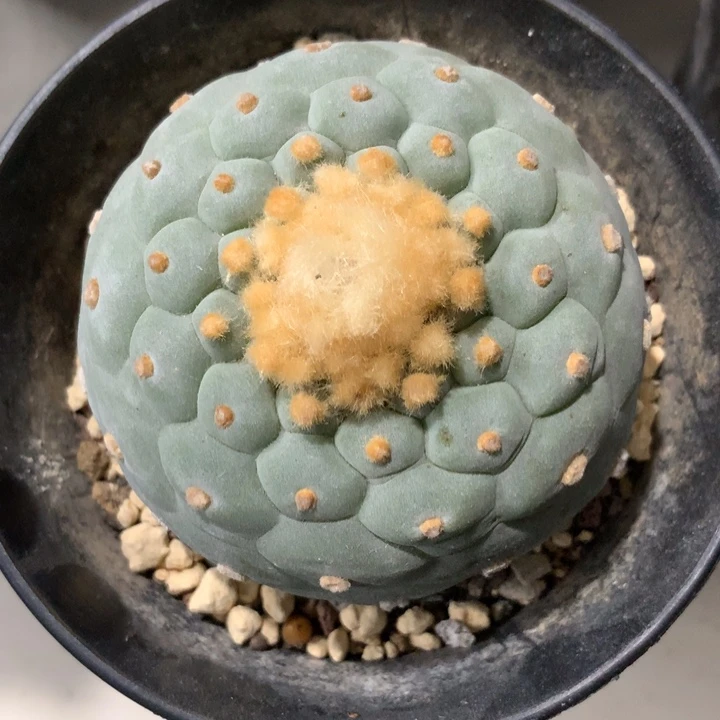 【闪购商品】美**晴仙人球仙人球仙人球仙人球仙人球