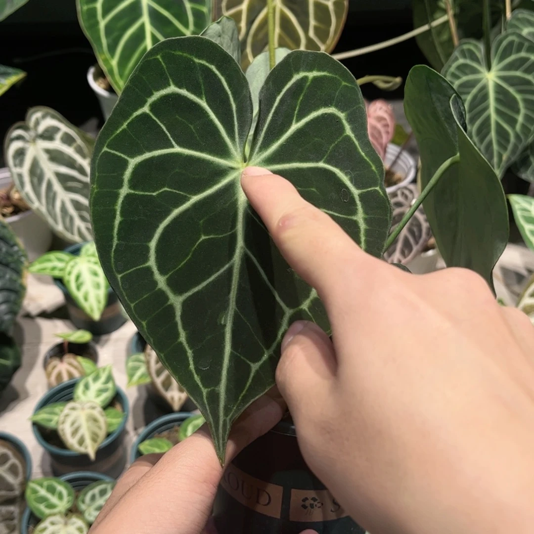 孙***亮完全开放克莱恩籽播