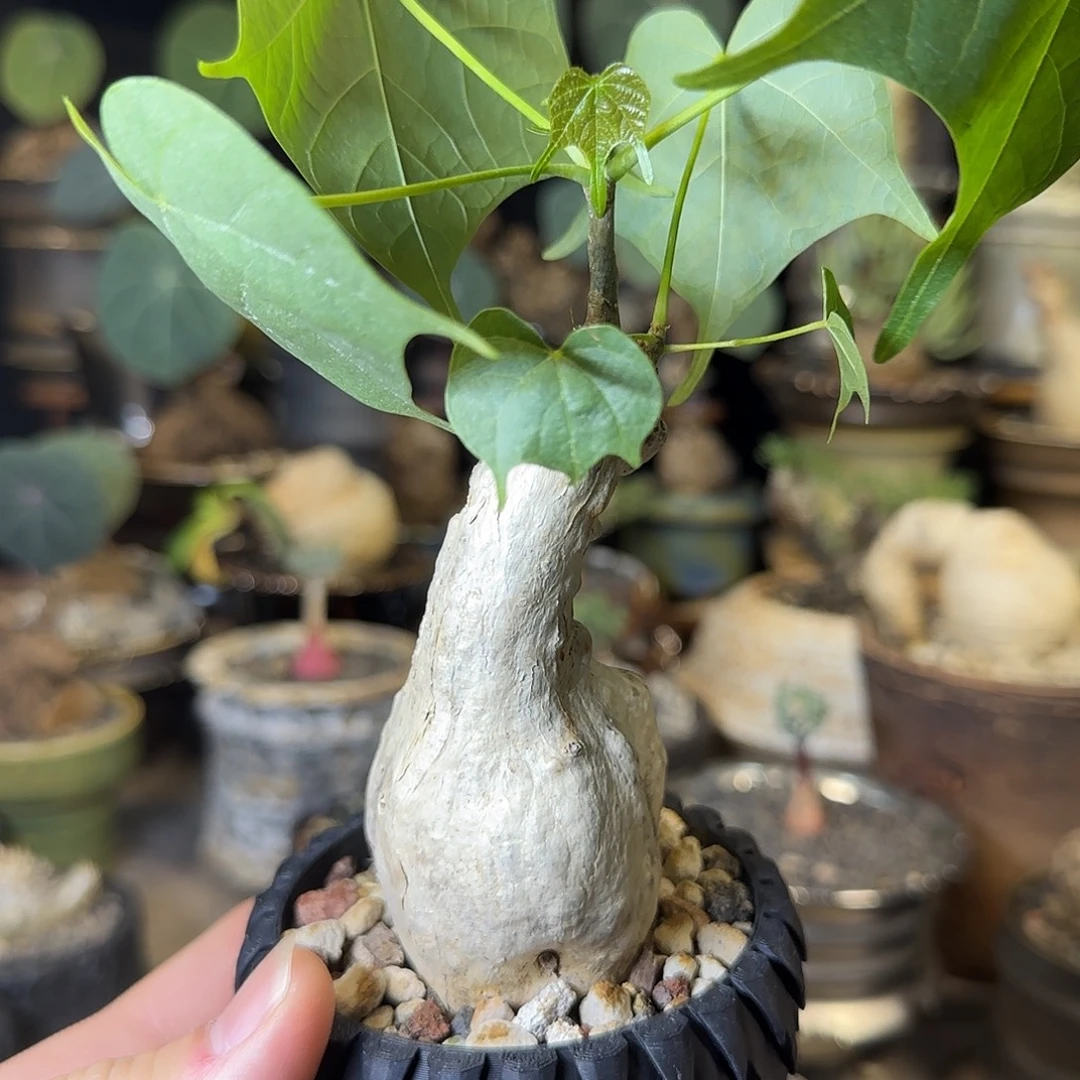 一物一拍泰国火桐160