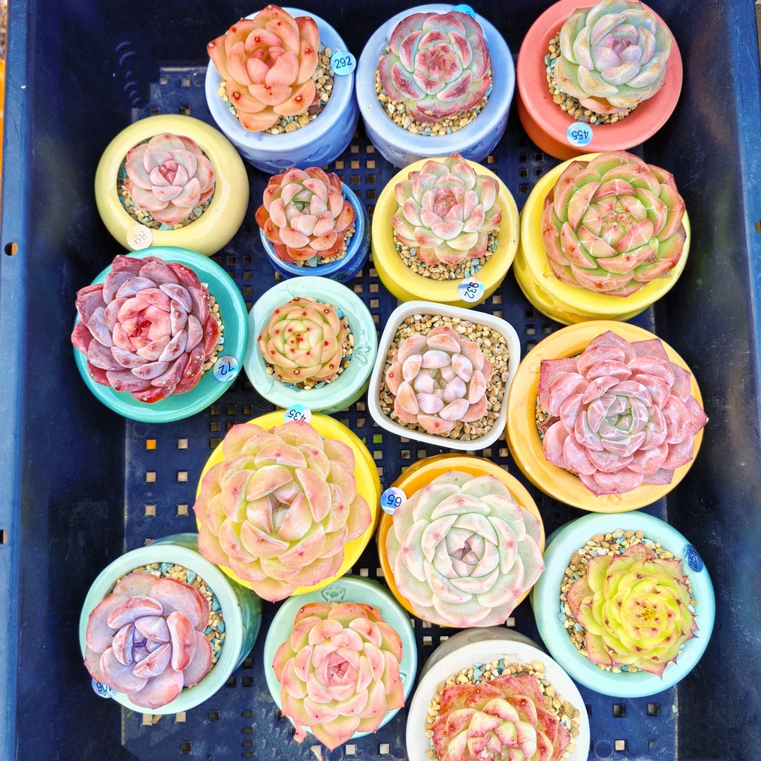 奇葩多肉精品多肉（满38元包邮发货除偏远地区）