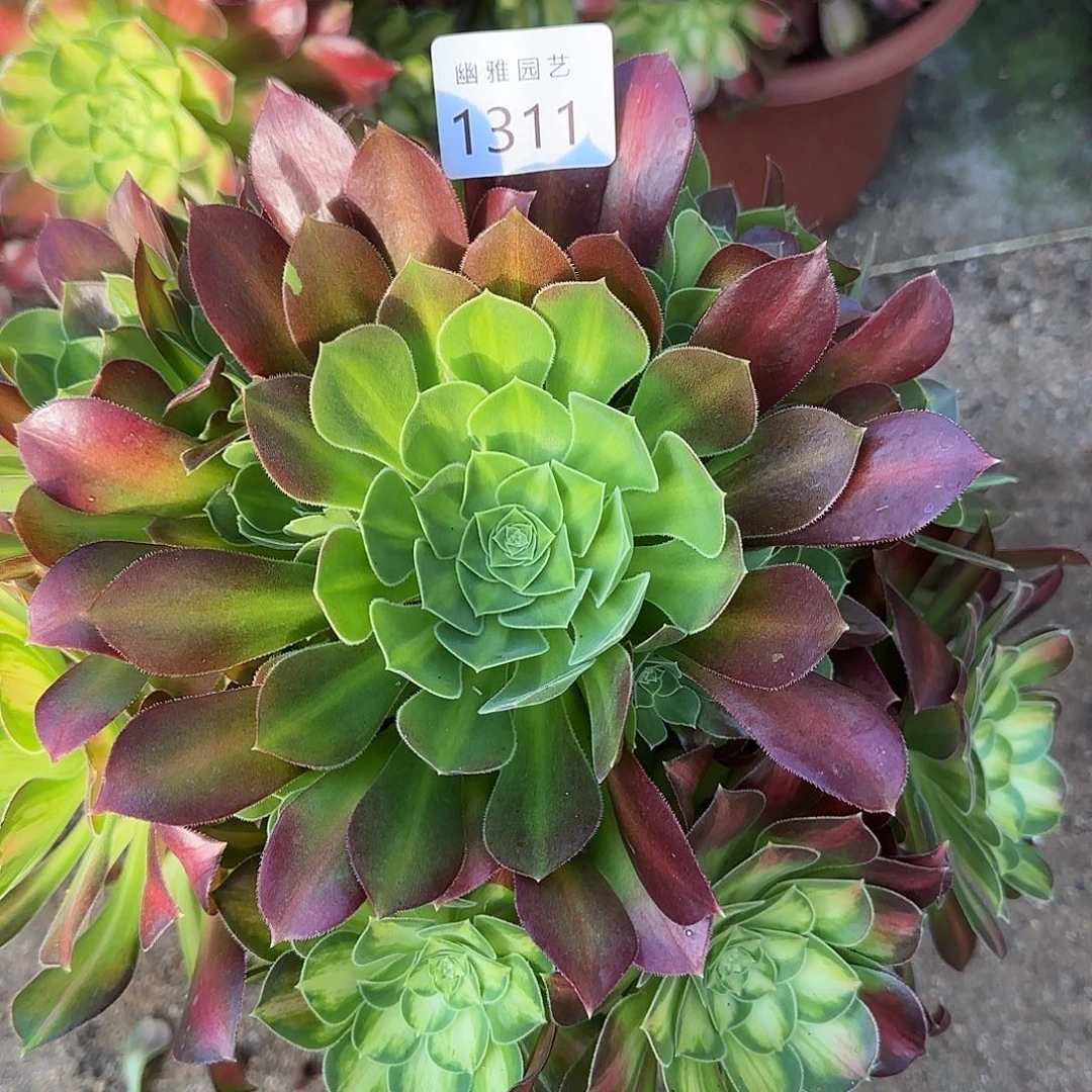 多肉植物韶华绿体头1311