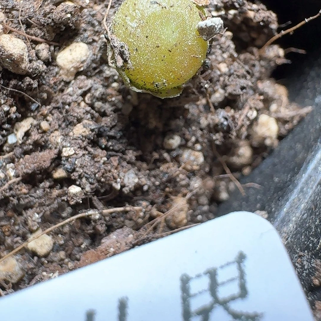 558号多肉植物哇d c