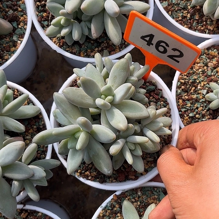 多肉植物白兰地462