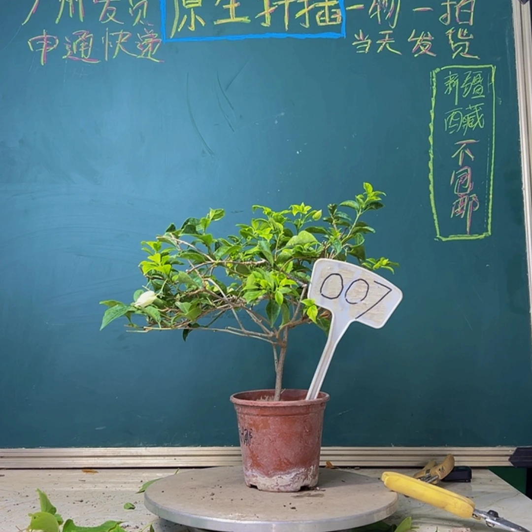 当前无花栽培后可以开花金斑叶丽娜 007