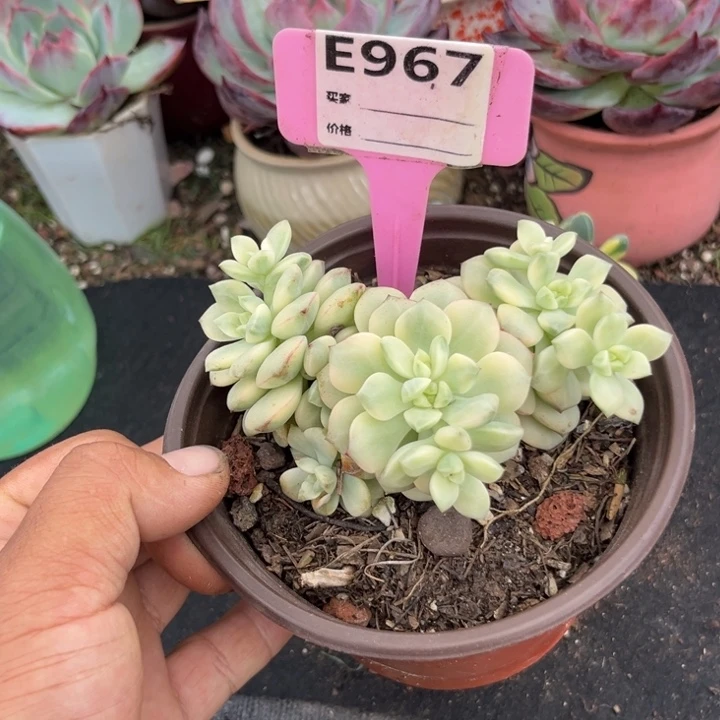 惊鸿一瞥多肉植物探戈