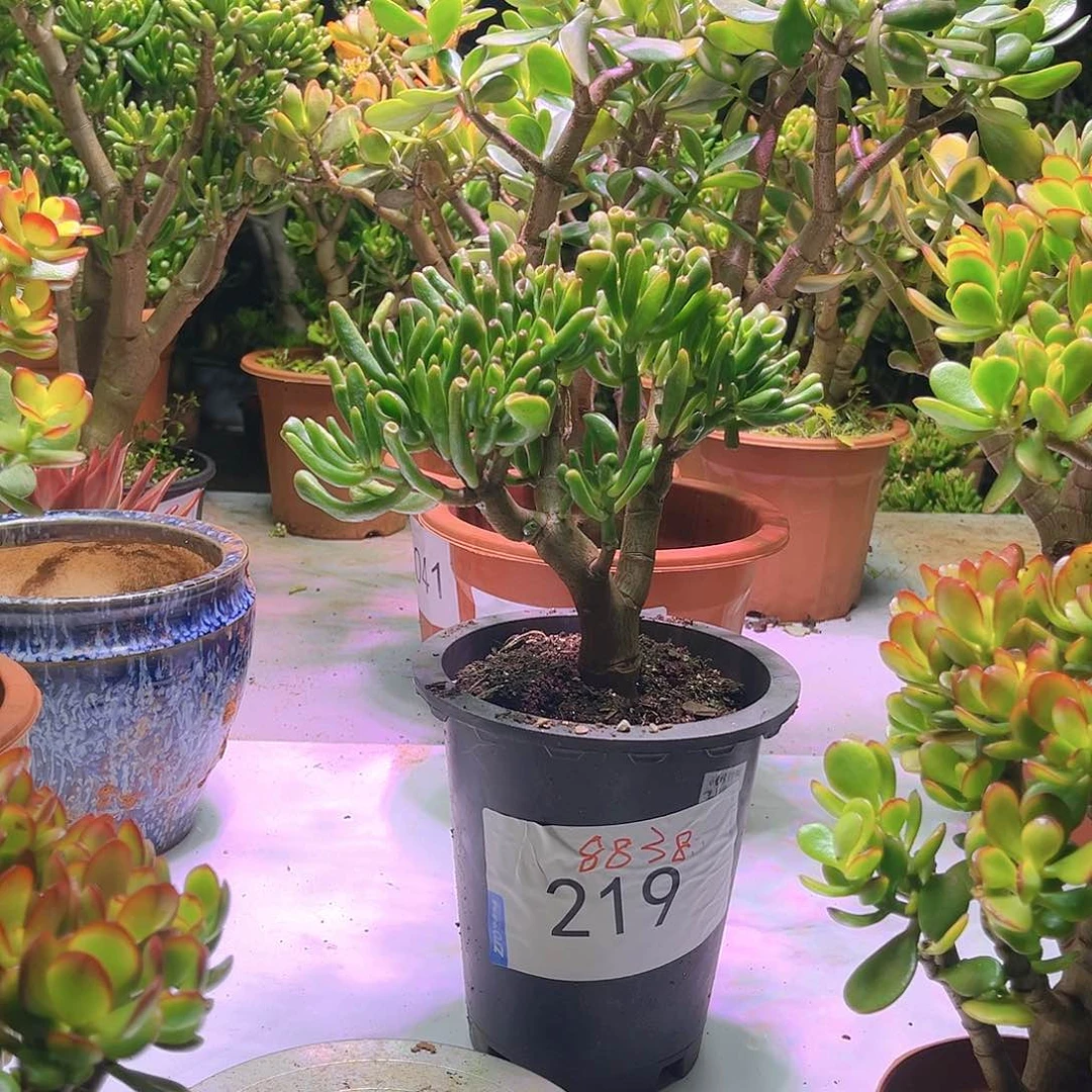 小号吸财树老桩8838