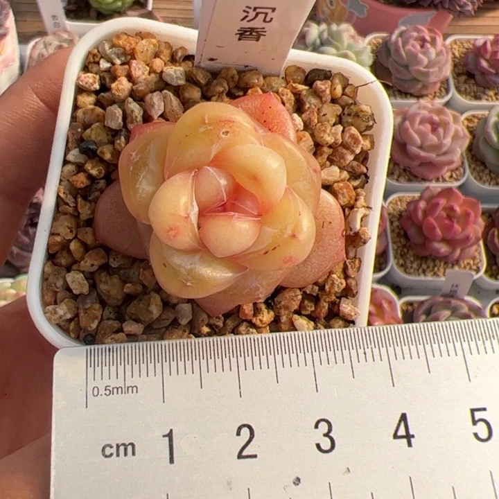 喵*人407 多肉植物组合盆栽