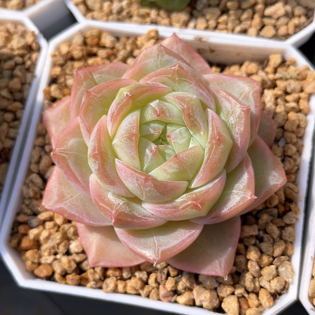 优选奶芙珍妮1009
