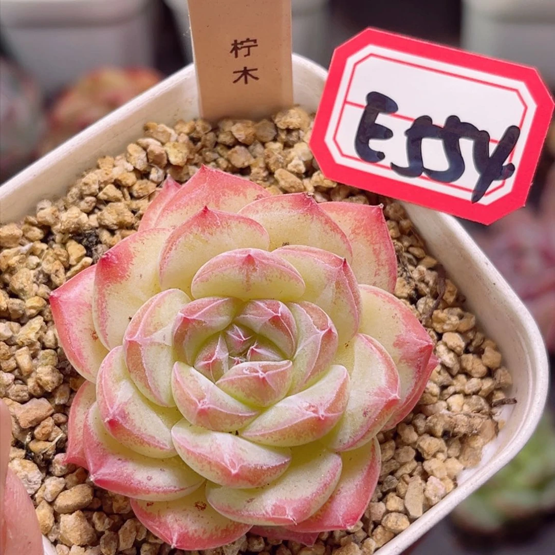 E554柠木一物一拍