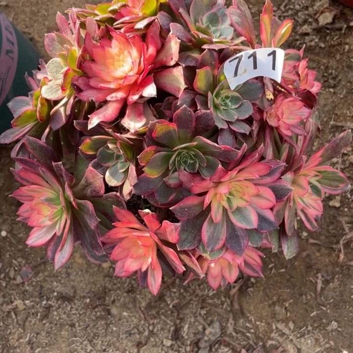 完全开放711多肉植物黑魔锦