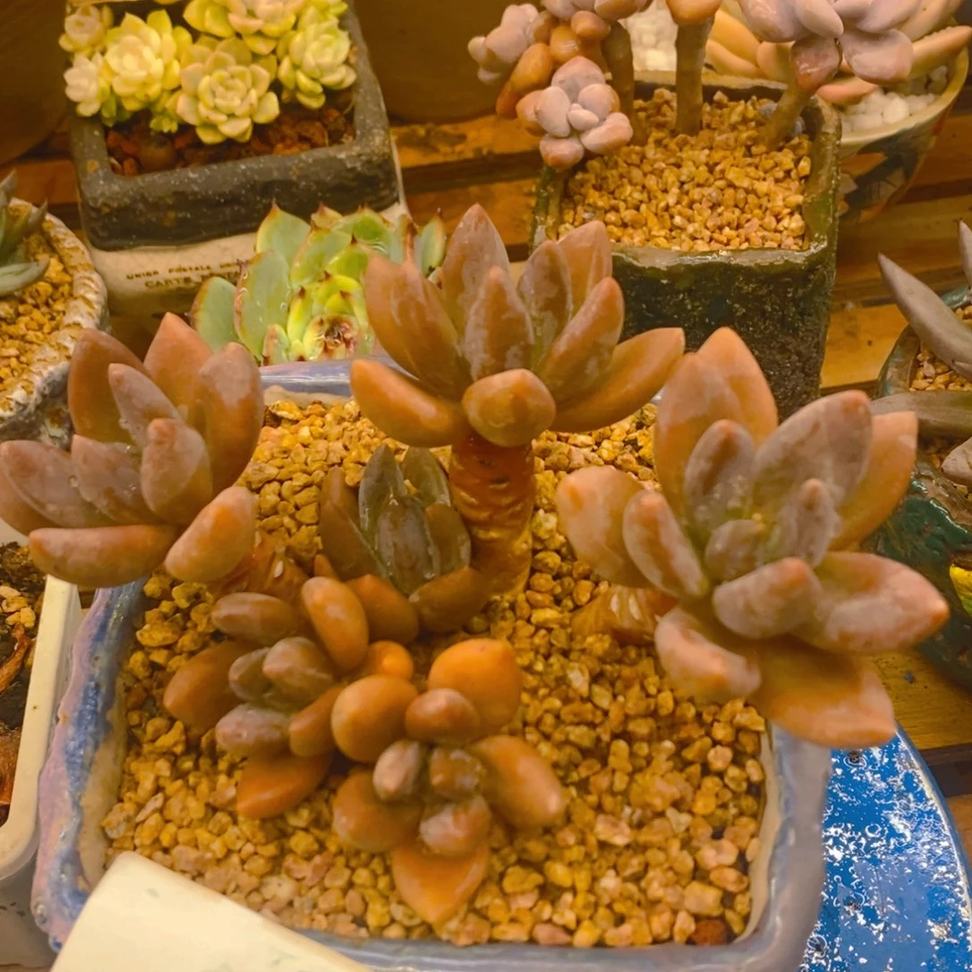 多肉植物肉肉植物