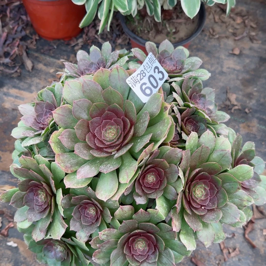 沙拉万多肉603满28包邮断枝不包