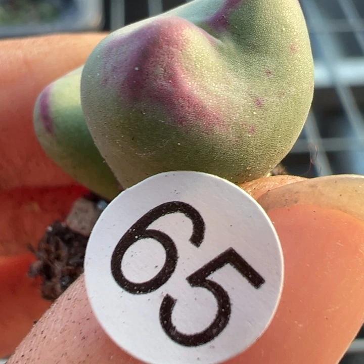 65号这个多肉有点好看