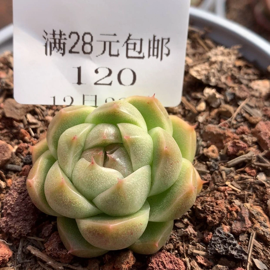 【闪购商品】云120