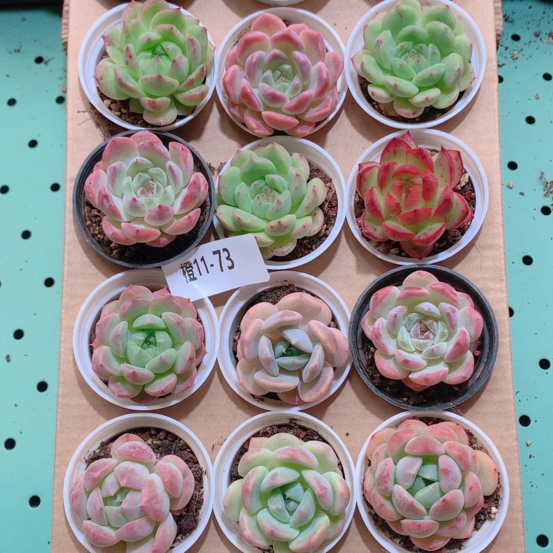 11-73一物一拍带盆18颗