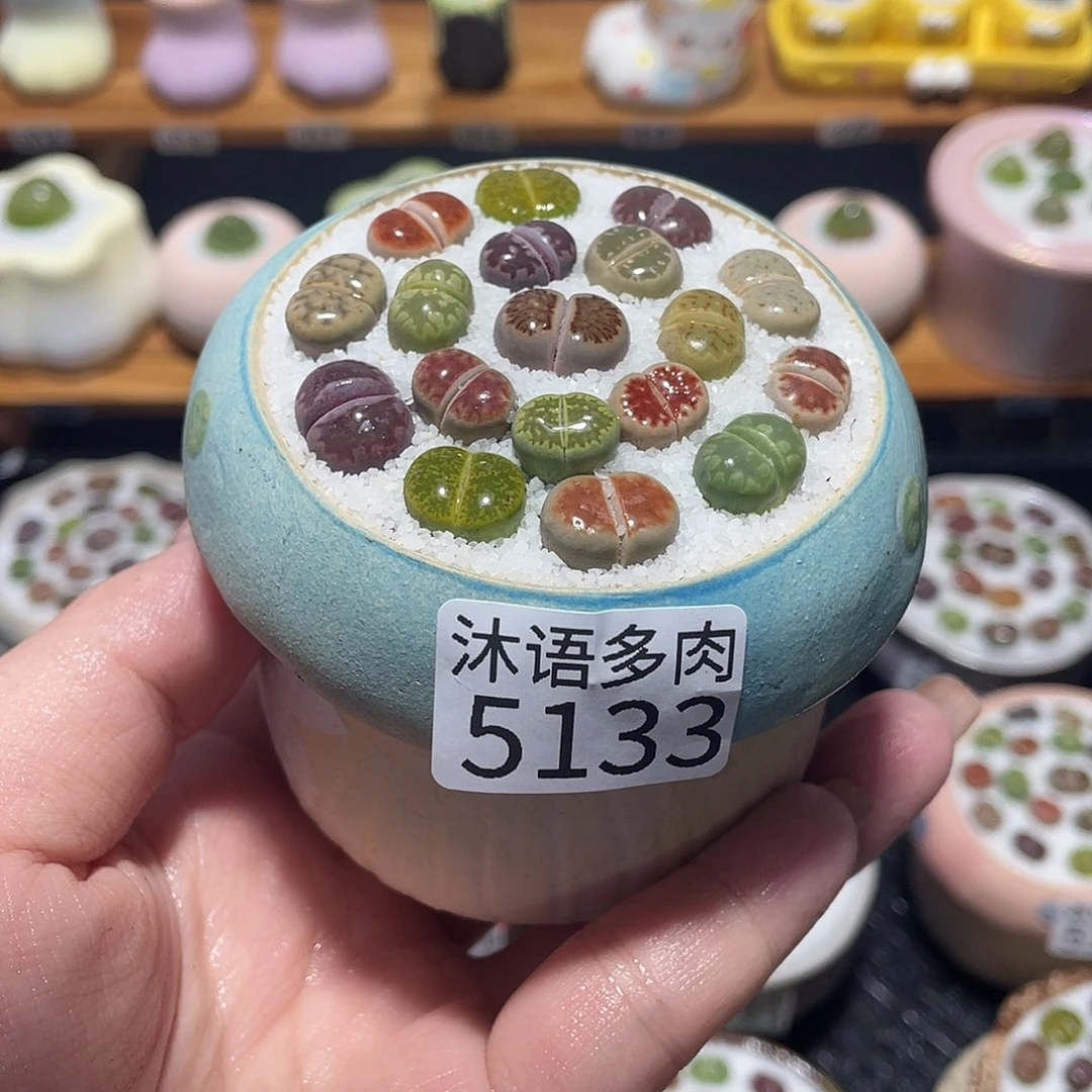 带盆土植物 一物一拍5133