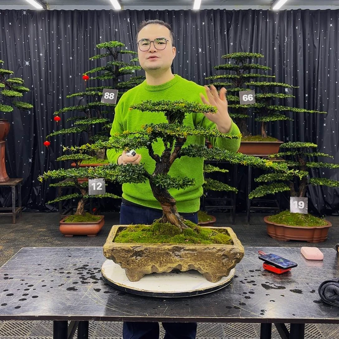 龙爪松高端造型盆景