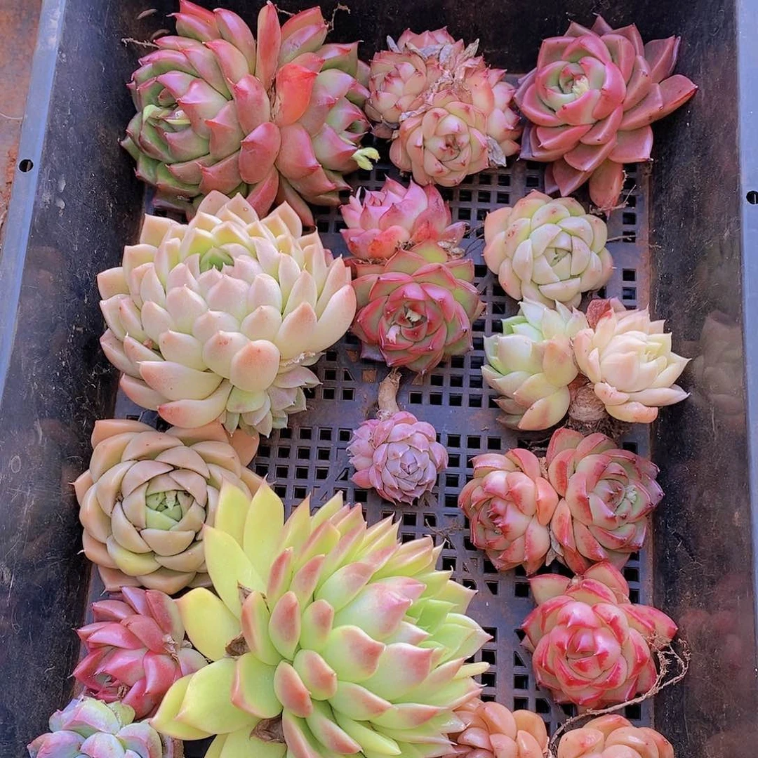 【闪购商品】云101号