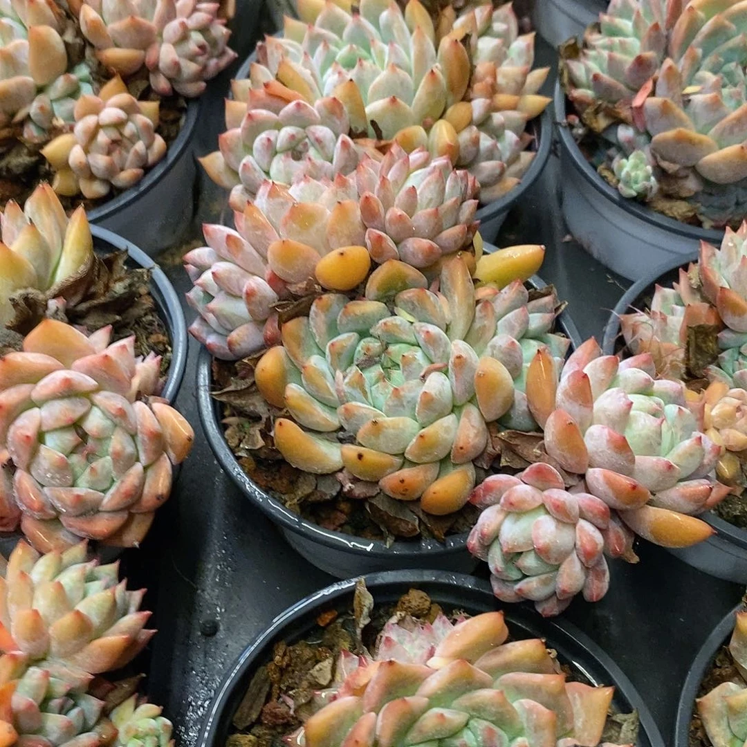 团。霜花群。福利多多