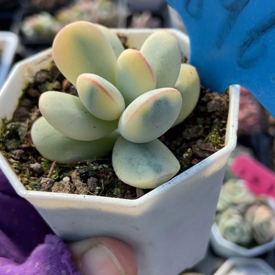 896福娘锦多肉植物