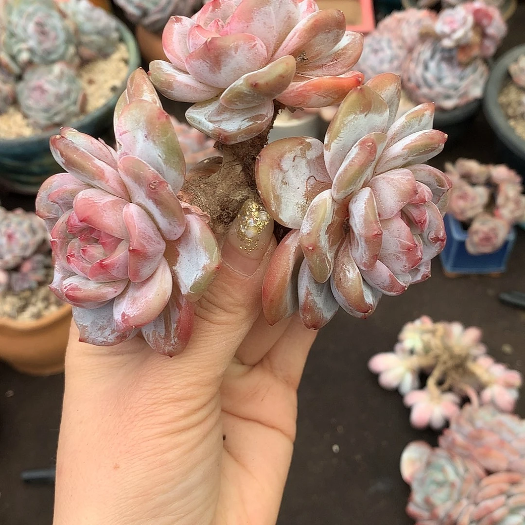 哈哈哈哈哈哈哈哈石榴籽