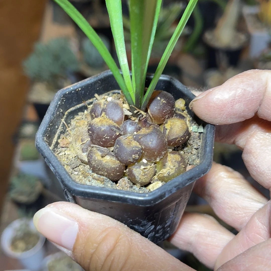 鹰爪百合大群一物一拍