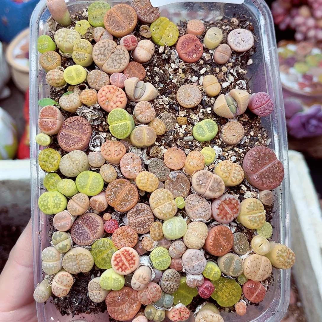 郎哥多肉生石花19-98