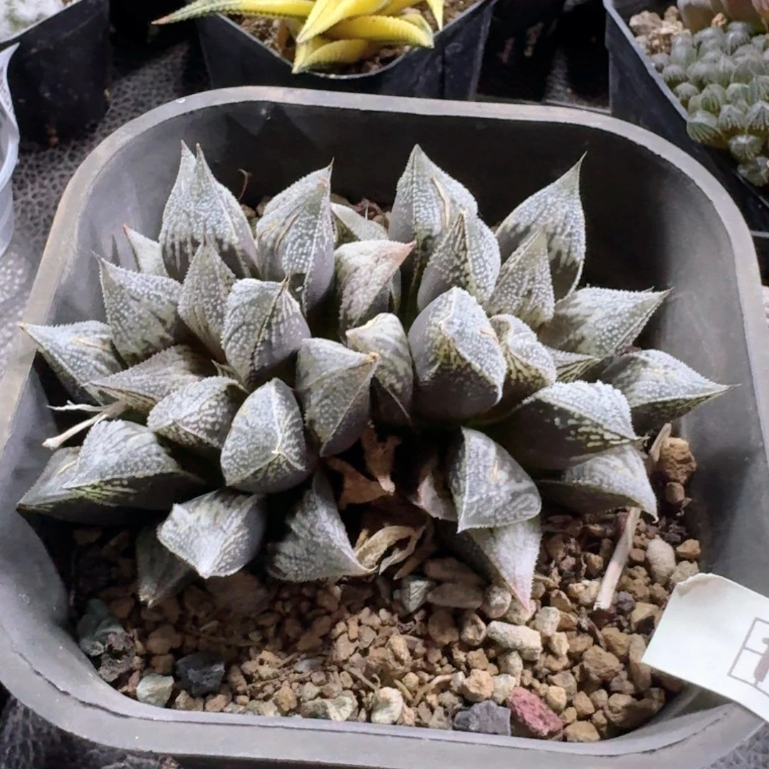 用***1196磨面寿脱土发货