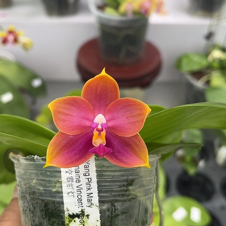 全部花苞洋洋粉玛丽交霓虹灯