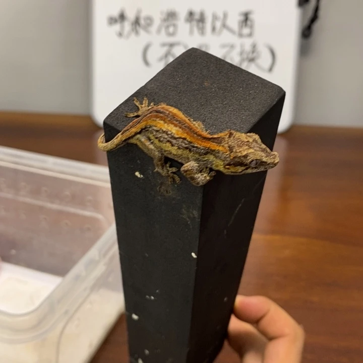 盖勾亚守宫2025.12.17十三号