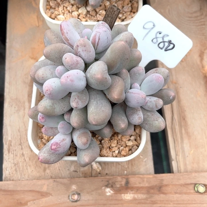 米可奶9880号码牌子的话