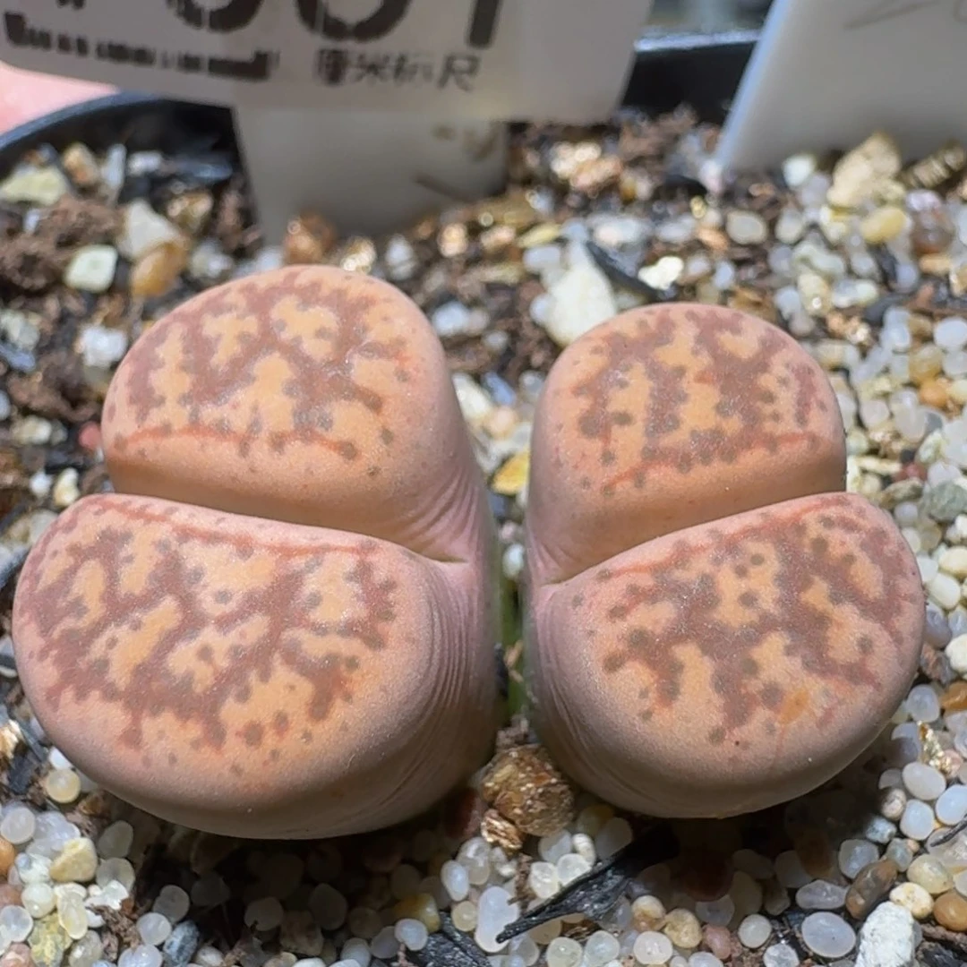 Ssss精品生石花1061