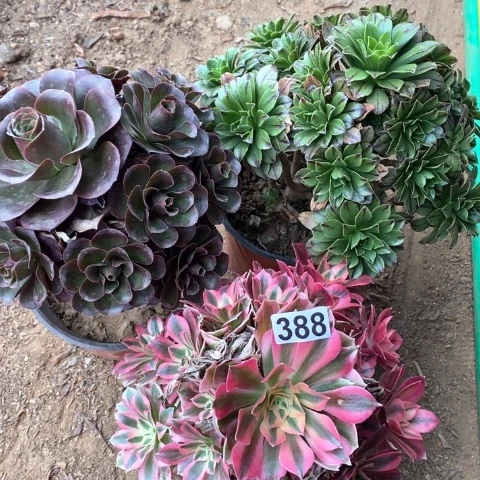 388三颗法师多肉植物