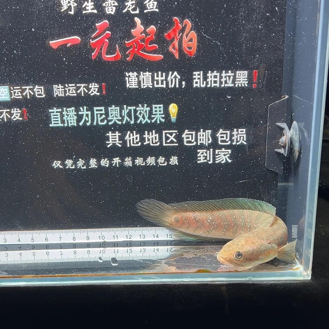 蓝口孵鱼七星雷龙七星雷龙