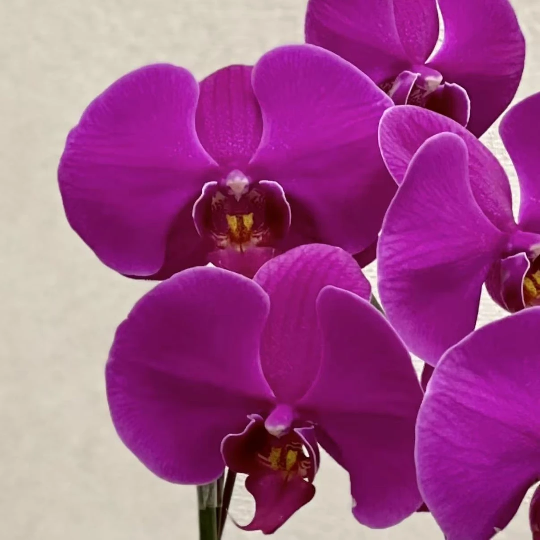 （花王）蝴蝶兰大辣椒·大花蝴蝶兰·室内高端兰花