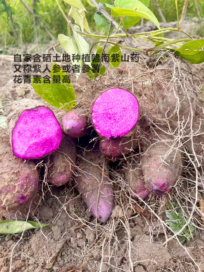 赣南紫山药现挖现发花青素老幼孕都吃的参薯老品种紫山药（内蒙）