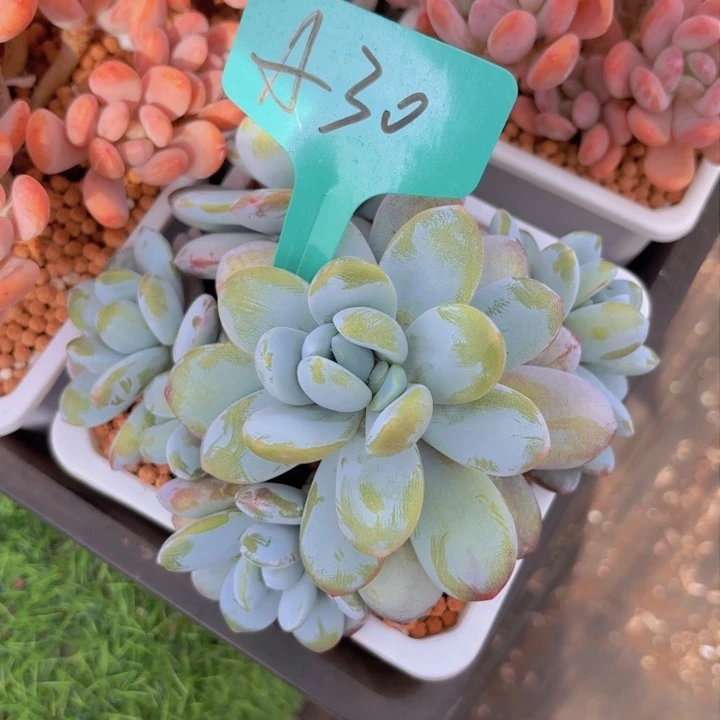 下***见啦啦啦啦啦啦啦啦啦啦