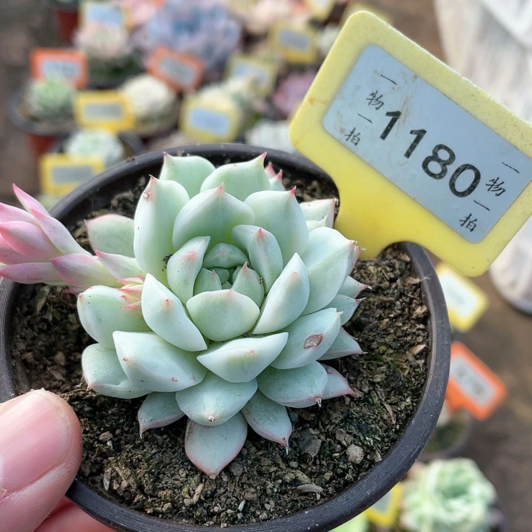 【闪购商品】1180号